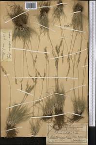 Овсяница валисская, Типчак Schleich. ex Gaudin, Средняя Азия и Казахстан, Западный Тянь-Шань и Каратау (M3) (Казахстан)