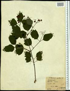 Калина обыкновенная, Калина красная L., Восточная Европа, Западно-Украинский район (E13) (Украина)