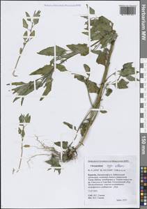 Марь белая L., Сибирь, Прибайкалье и Забайкалье (S4) (Россия)