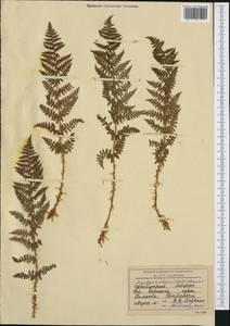 Dryopteris villarii (Bell) Woyn. ex Schinz & Thell., Западная Европа (EUR) (Швейцария)