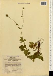 Гравилат городской L., Кавказ, Азербайджан (K6) (Азербайджан)