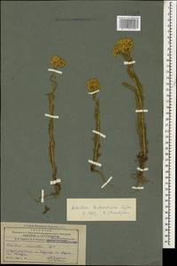 Тысячелистник арабский Kotschy, Кавказ, Азербайджан (K6) (Азербайджан)