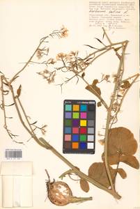 Редька посевная L., Восточная Европа, Нижневолжский район (E9) (Россия)