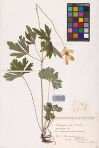 Ветреница лесная L., Восточная Европа, Молдавия (E13a) (Молдавия)