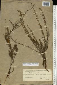 Курчавка шиповатая L., Восточная Европа, Нижневолжский район (E9) (Россия)