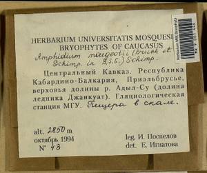 Amphidium mougeotii (Bruch & Schimp.) Schimp., Гербарий мохообразных, Мхи - Северный Кавказ и Предкавказье (B12) (Россия)