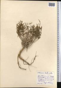 Artemisia herba-alba Asso, Средняя Азия и Казахстан, Прикаспийский Устюрт и Северное Приаралье (M8) (Казахстан)