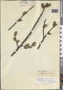 Ива козья L., Кавказ, Северная Осетия, Ингушетия и Чечня (K1c) (Россия)