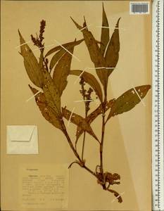 Спорыш, Африка (AFR) (Эфиопия)