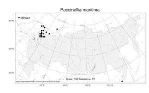 Puccinellia maritima, Бескильница морская (Huds.) Parl., Атлас флоры России (FLORUS) (Россия)