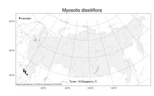 Myosotis dissitiflora Baker, Атлас флоры России (FLORUS) (Россия)