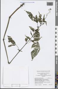Circaea canadensis subsp. quadrisulcata (Maxim.) Boufford, Сибирь, Дальний Восток (S6) (Россия)