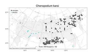 Chenopodium karoi, Марь Каро (Murr) Aellen, Атлас флоры России (FLORUS) (Россия)