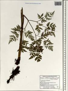 Ханзения Вебербауэра (Fedde ex H. Wolff) Pimenov & Kljuykov, Зарубежная Азия (ASIA) (КНР)