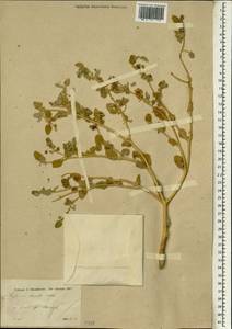 Euphorbia petiolata var. petiolata, Зарубежная Азия (ASIA) (Турция)
