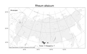 Rheum altaicum, Ревень компактный L., Атлас флоры России (FLORUS) (Россия)