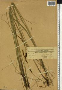 Carex lasiocarpa var. occultans (Franch.) Kük., Сибирь, Дальний Восток (S6) (Россия)