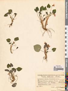 Фиалка Селькирка Pursh ex Goldie, Сибирь, Дальний Восток (S6) (Россия)