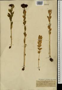 Родиола розовая, Золотой корень L., Монголия (MONG) (Монголия)