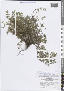 Тимьян башкирский, Чабрец башкирский Klokov & Des.-Shost., Восточная Европа, Средневолжский район (E8) (Россия)