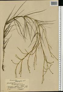 Лютик многолистный Waldst. & Kit. ex Willd., Восточная Европа, Московская область и Москва (E4a) (Россия)