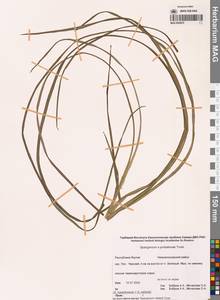 Sparganium × probatovae Tzvelev, Сибирь, Якутия (S5) (Россия)