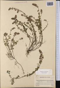 Thymus pulegioides subsp. effusus (Host) Ronniger, Западная Европа (EUR) (Швейцария)