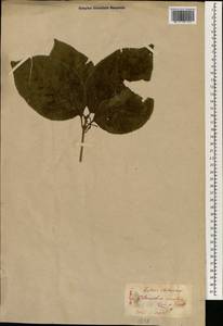 Chloranthus serratus (Thunb.) Roem. & Schult., Зарубежная Азия (ASIA) (Япония)