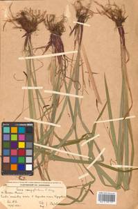 Carex auriculata Franch., Сибирь, Дальний Восток (S6) (Россия)