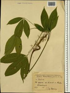 Hevea brasiliensis (Willd. ex A.Juss.) Müll.Arg., Зарубежная Азия (ASIA) (Шри-Ланка)