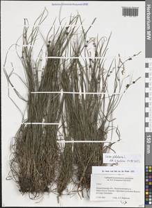 Осока шаровидная L., Восточная Европа, Северо-Западный район (E2) (Россия)