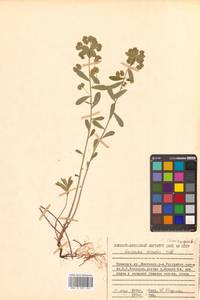 Молочай острый L., Сибирь, Дальний Восток (S6) (Россия)