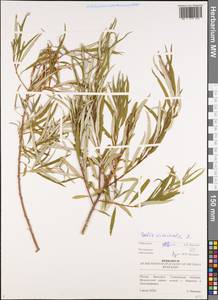 Ива прутовидная, Ива корзиночная L., Восточная Европа, Средневолжский район (E8) (Россия)