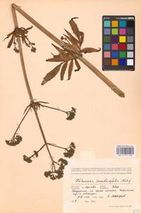 Valeriana excelsa subsp. sambucifolia (J. C. Mikan ex Pohl) Holub, Восточная Европа, Московская область и Москва (E4a) (Россия)