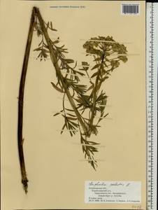 Молочай болотный L., Восточная Европа, Нижневолжский район (E9) (Россия)