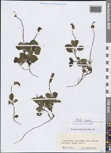 Ортилия однобокая (L.) House, Сибирь, Прибайкалье и Забайкалье (S4) (Россия)