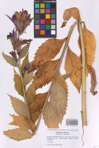 Колокольчик широколистный L., Восточная Европа, Московская область и Москва (E4a) (Россия)