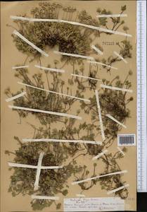 Androsace chamaejasme subsp. lehmanniana (Spreng.) Hultén, Средняя Азия и Казахстан, Северный и Центральный Тянь-Шань (M4) (Казахстан)