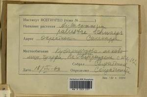 Aulacomnium palustre (Hedw.) Schwägr., Гербарий мохообразных, Мхи - Западная Сибирь (включая Алтай) (B15) (Россия)