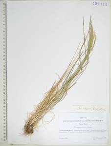 KHA6120, Мятлик разноцветный Besser, Сибирь, Дальний Восток (S6) (Россия)