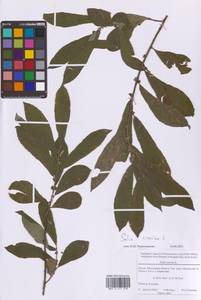 Ива пепельно-серая L., Восточная Европа, Московская область и Москва (E4a) (Россия)