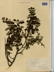 Ива ушастая L., Восточная Европа, Западно-Украинский район (E13) (Украина)