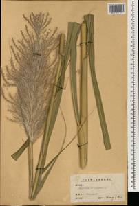 Сахарный тростник благородный L., Зарубежная Азия (ASIA) (КНР)