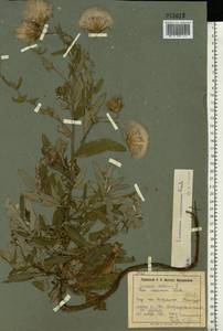 Cirsium arvense var. vestitum Wimm. & Grab., Восточная Европа, Южно-Украинский район (E12) (Украина)