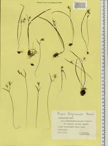 Гусиный лук длиннострелковый Grossh., Сибирь, Центральная Сибирь (S3) (Россия)