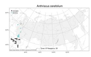 Anthriscus cerefolium, Купырь бутенелистный (L.) Hoffm., Атлас флоры России (FLORUS) (Россия)