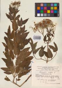 Ломонос прямой L., Восточная Европа, Западно-Украинский район (E13) (Украина)