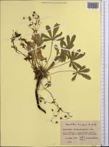 Лапчатка распростертая Willd., Средняя Азия и Казахстан, Северный и Центральный Казахстан (M10) (Казахстан)