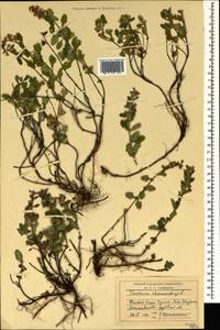 Дубровник обыкновенный L., Крым (KRYM) (Россия)