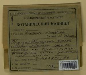 Funaria microstoma Bruch ex Schimp., Гербарий мохообразных, Мхи - Средняя Азия и Казахстан (B16) (Киргизия)